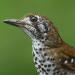 Spot-winged Thrush (image by Vincent van der Spek)