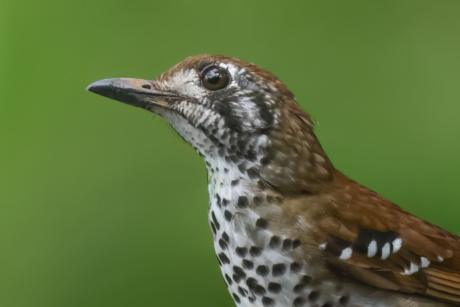 Spot-winged Thrush (image by Vincent van der Spek)