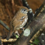 Spot-winged Thrush (image by Vincent van der Spek)