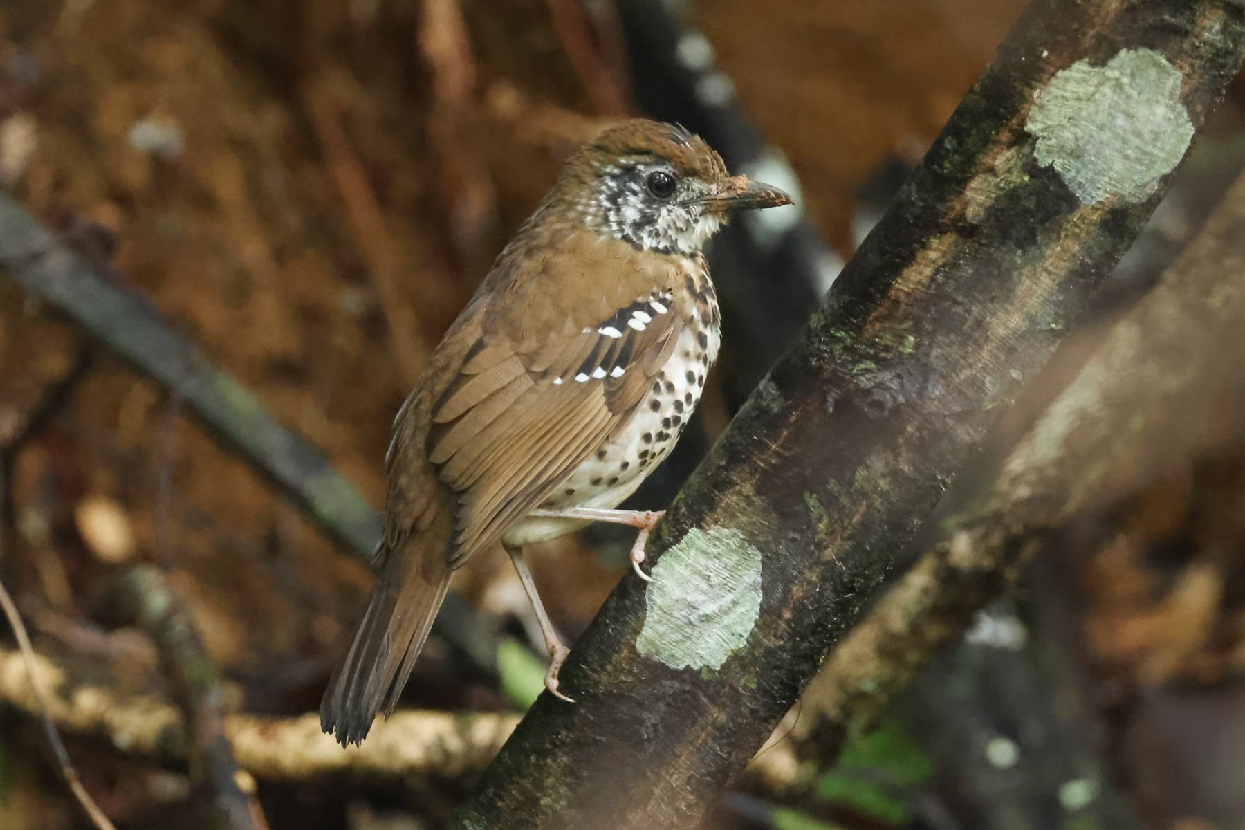 Spot-winged Thrush (image by Vincent van der Spek)