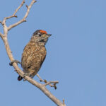 Spotted Piculet (image by Pete Morris)