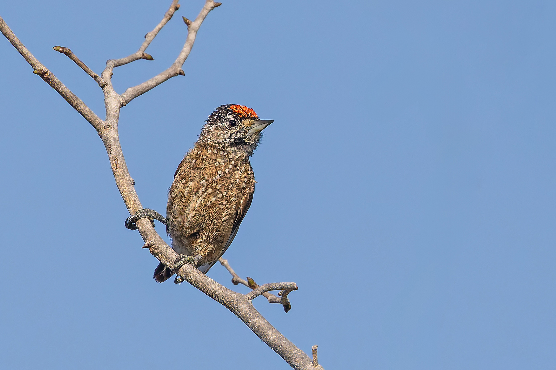 Spotted Piculet (image by Pete Morris)