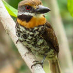 Spotted Puffbird (image by Keith Betton)