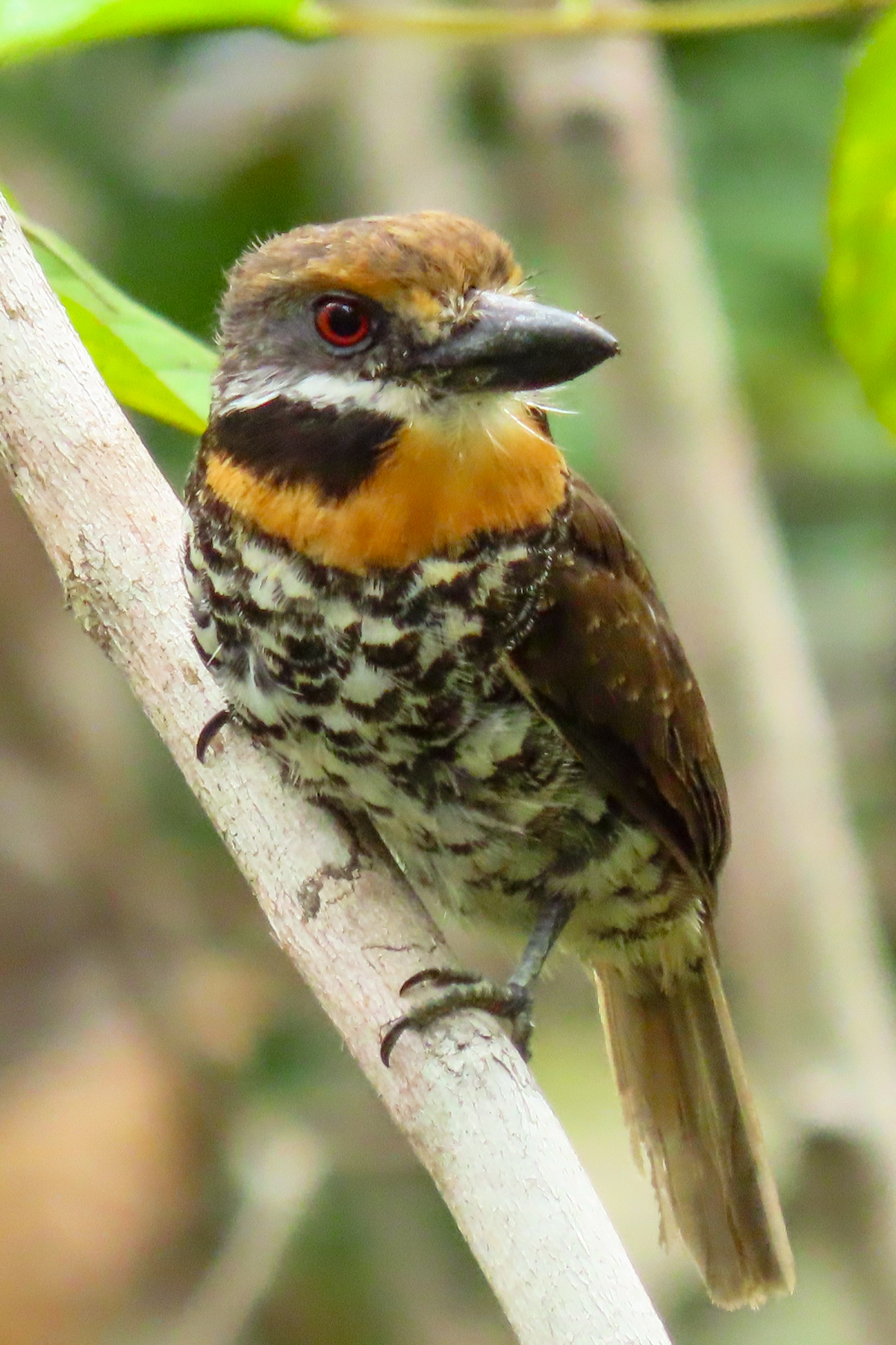 Spotted Puffbird (image by Keith Betton)