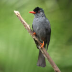 Square-tailed Bulbul (image by Vincent van der Spek)