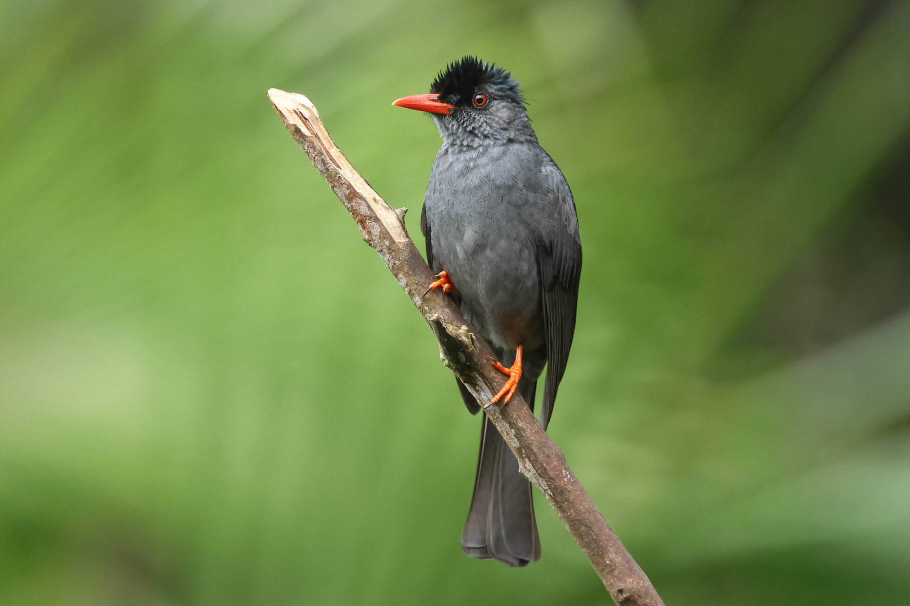 Square-tailed Bulbul (image by Vincent van der Spek)