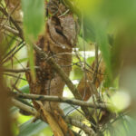 Sri Lanka Bay Owl (image by Vincent van der Spek)