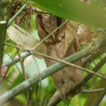 Sri Lanka Bay Owl (image by Vincent van der Spek)