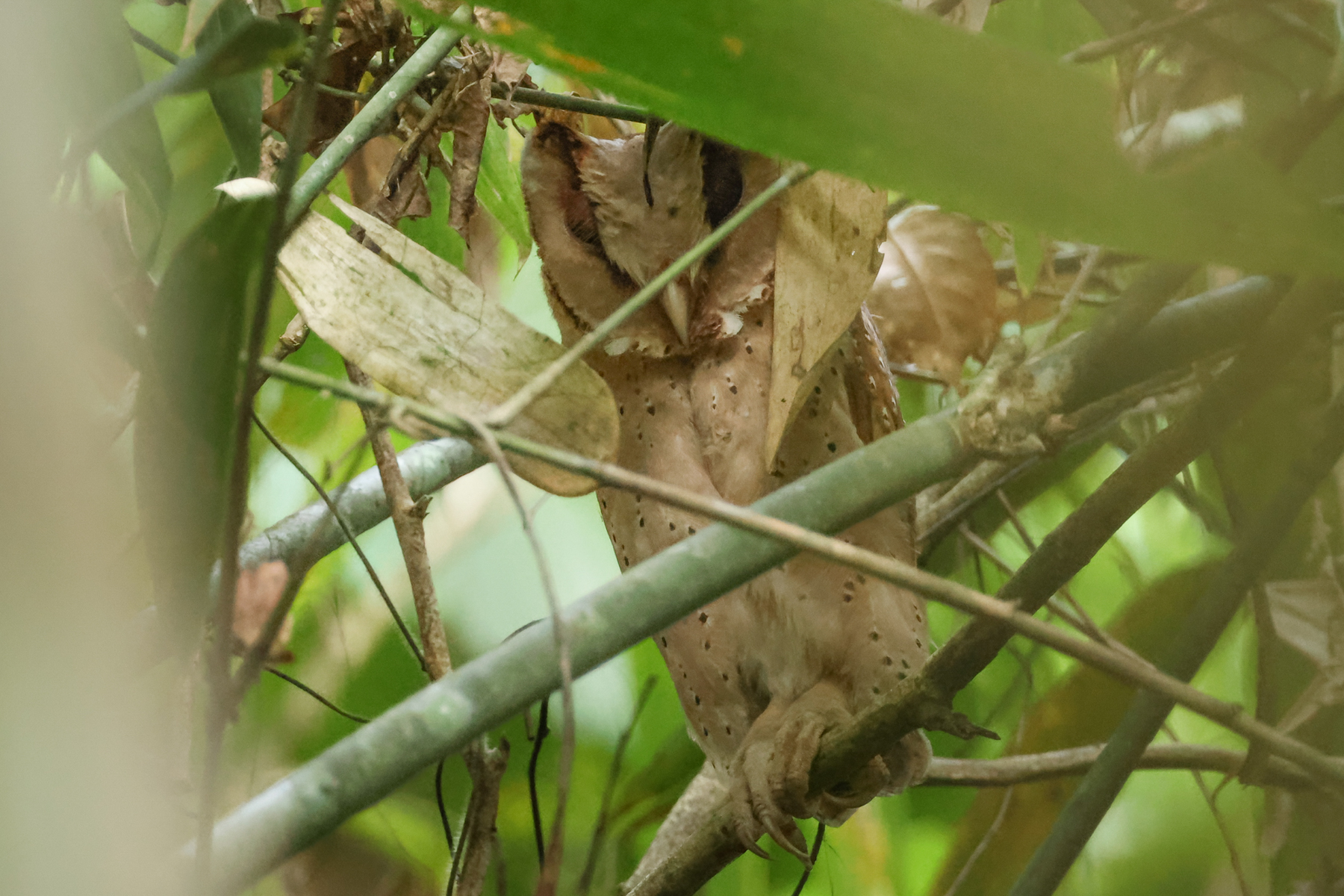 Sri Lanka Bay Owl (image by Vincent van der Spek)