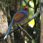Sri Lanka Blue Magpie (image by Vincent van der Spek)