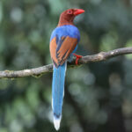 Sri Lanka Blue Magpie (image by Vincent van der Spek)