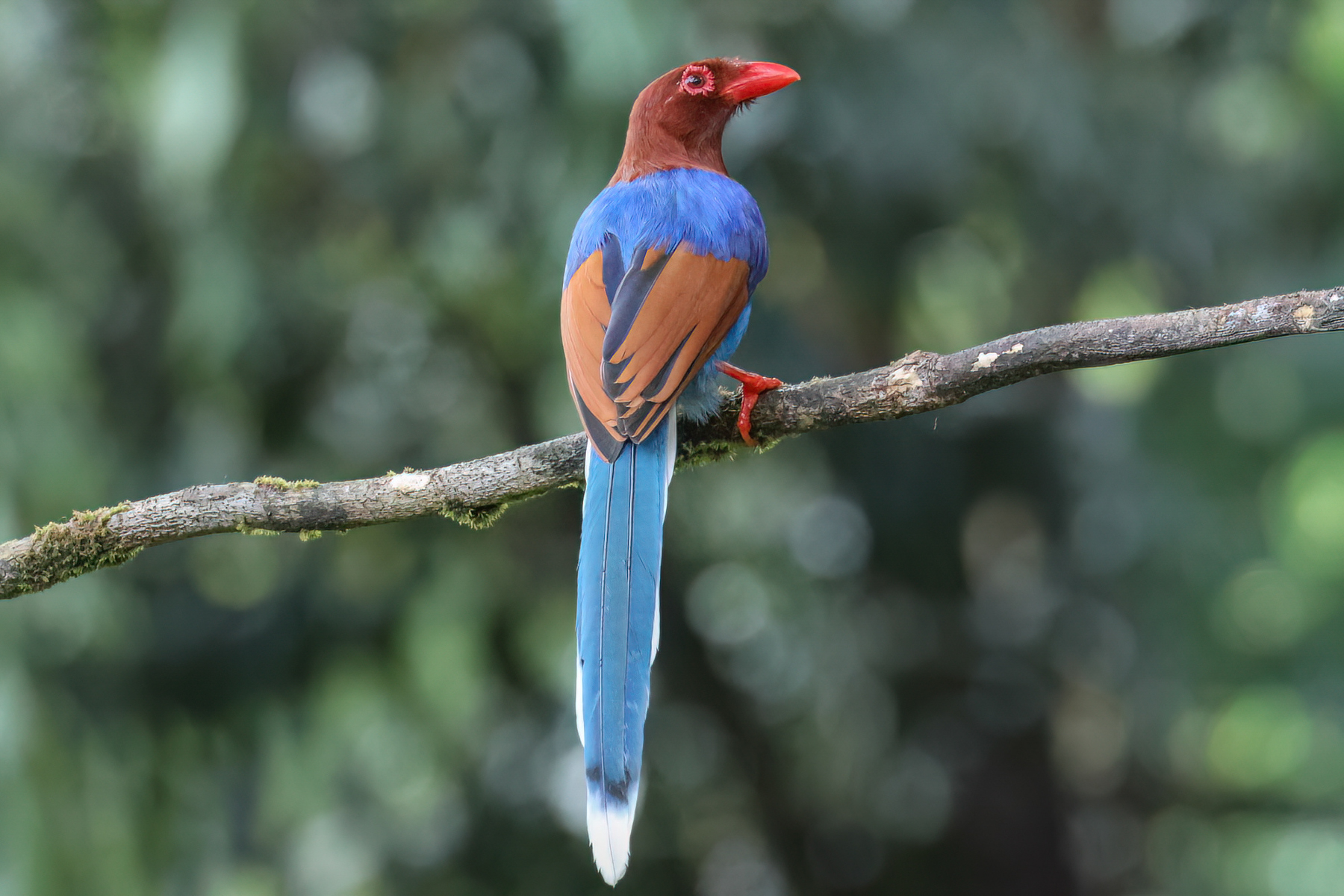 Sri Lanka Blue Magpie (image by Vincent van der Spek)