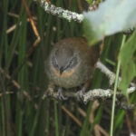 Sri Lanka Bush Warbler (image by Vincent van der Spek)