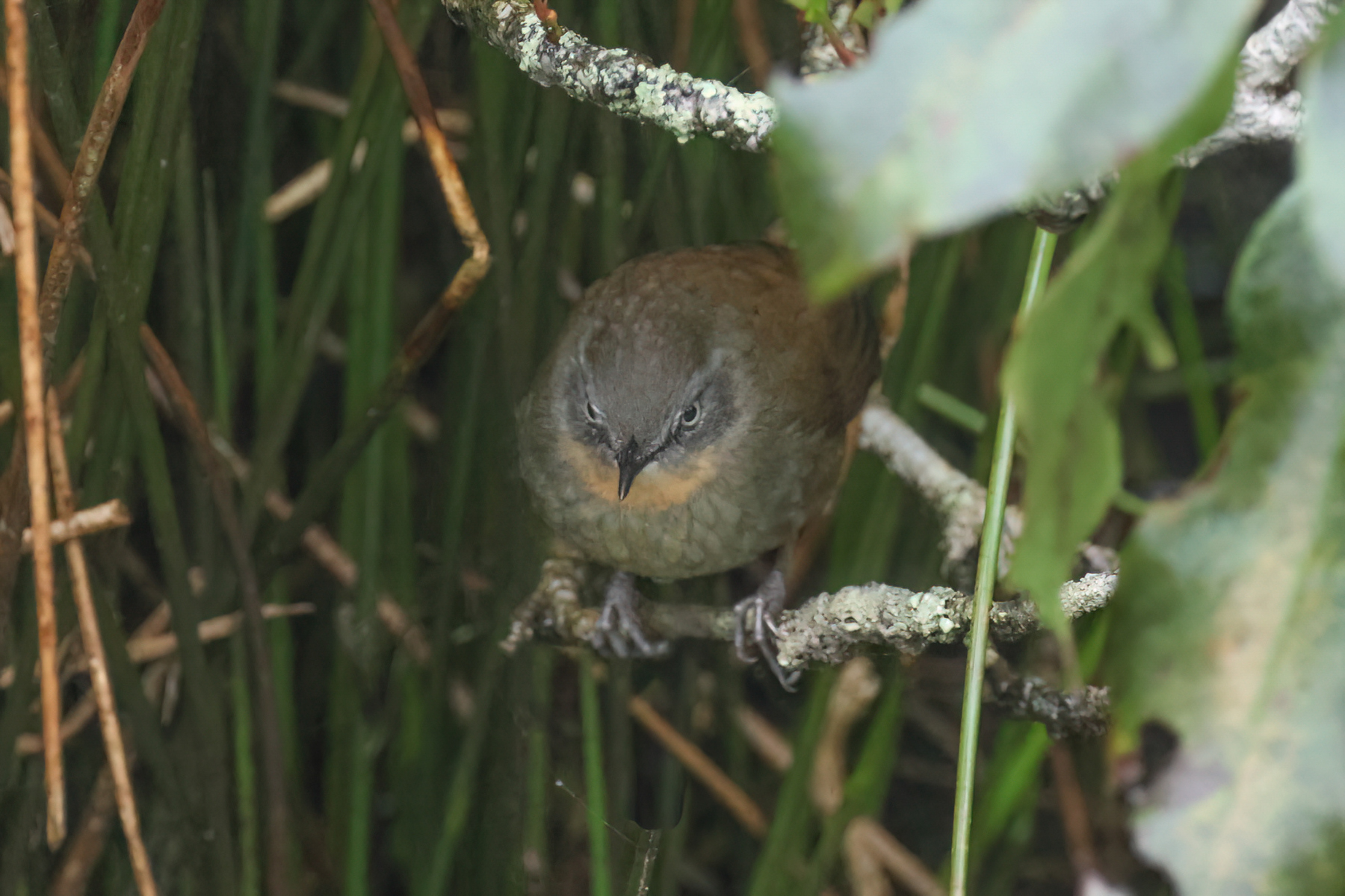 Sri Lanka Bush Warbler (image by Vincent van der Spek)