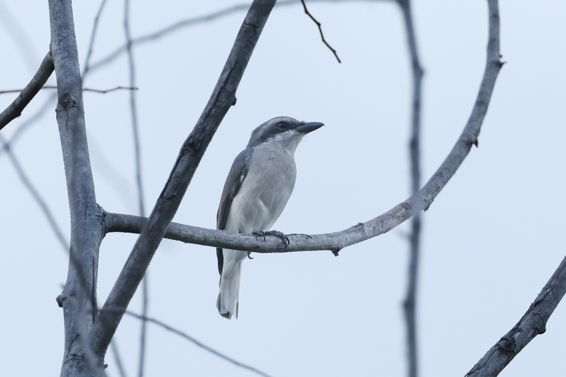 Sri Lanka Woodshrike (image by Vincent van der Spek)