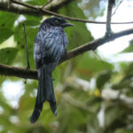 Sri Lanka Drongo (image by Vincent van der Spek)