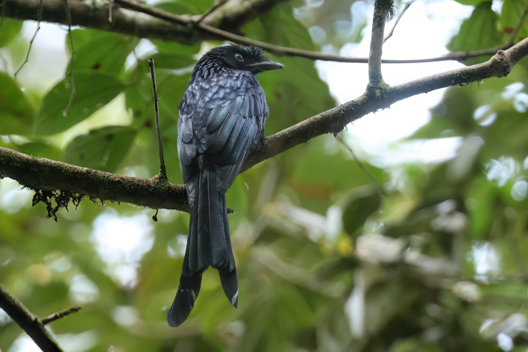Sri Lanka Drongo (image by Vincent van der Spek)