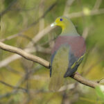Sri Lanka Green Pigeon (image by Vincent van der Spek)