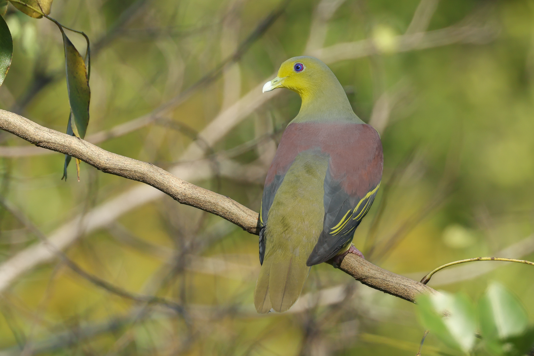 Sri Lanka Green Pigeon (image by Vincent van der Spek)