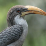 Sri Lanka Grey Hornbill (image by Vincent van der Spek)