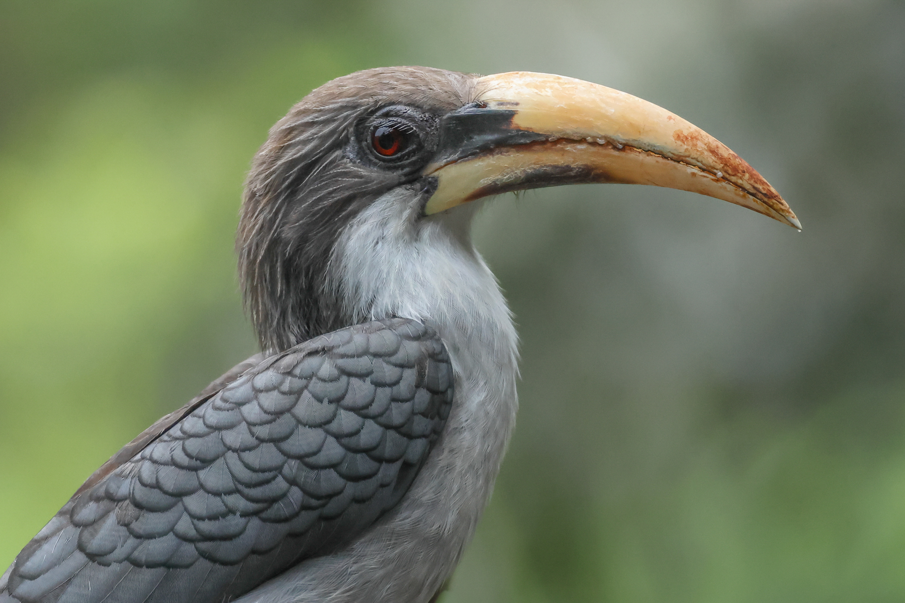 Sri Lanka Grey Hornbill (image by Vincent van der Spek)