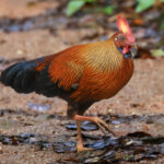 Sri Lanka Junglefowl (image by Vincent van der Spek)