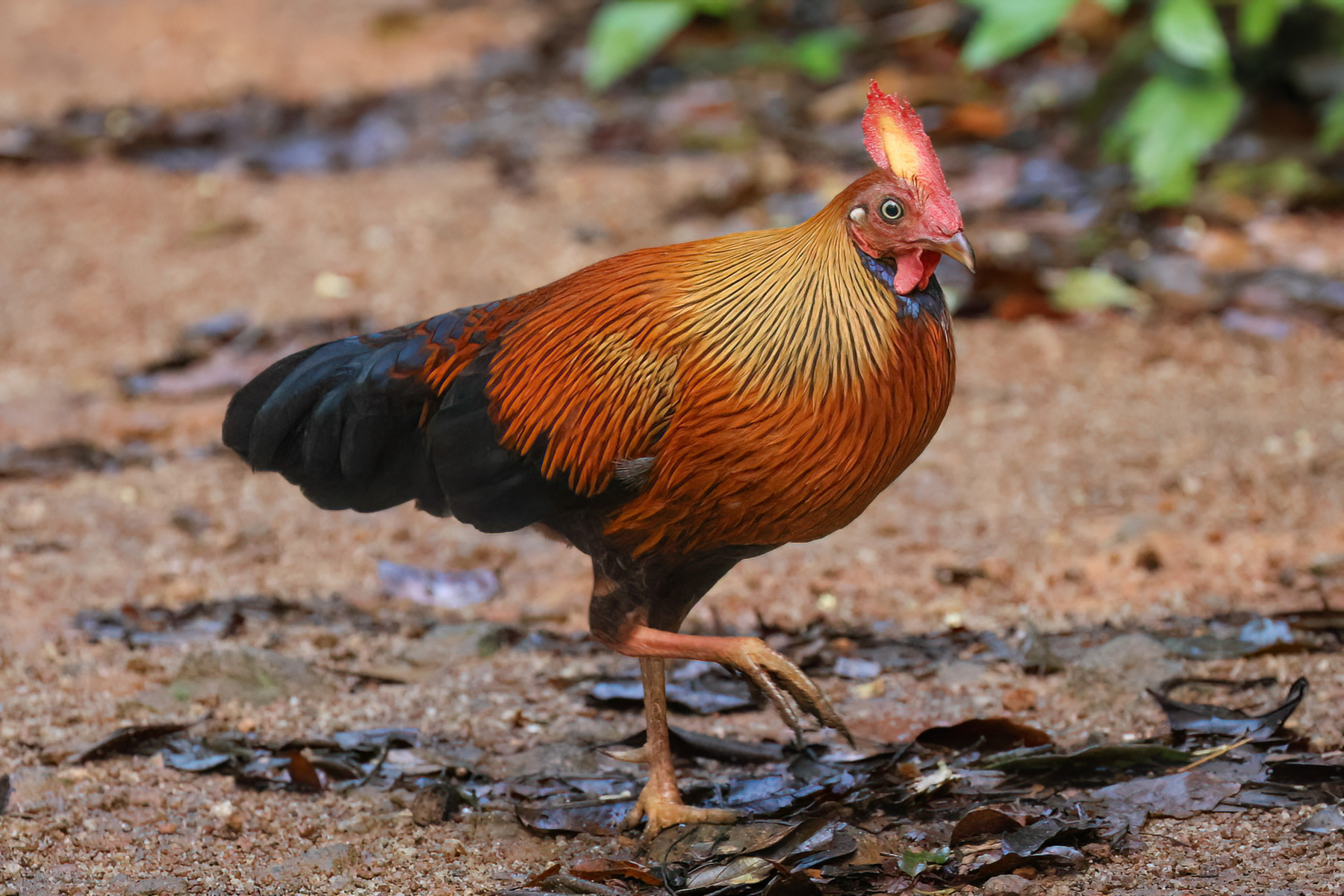 Sri Lanka Junglefowl (image by Vincent van der Spek)