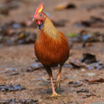 Sri Lanka Junglefowl (image by Vincent van der Spek)
