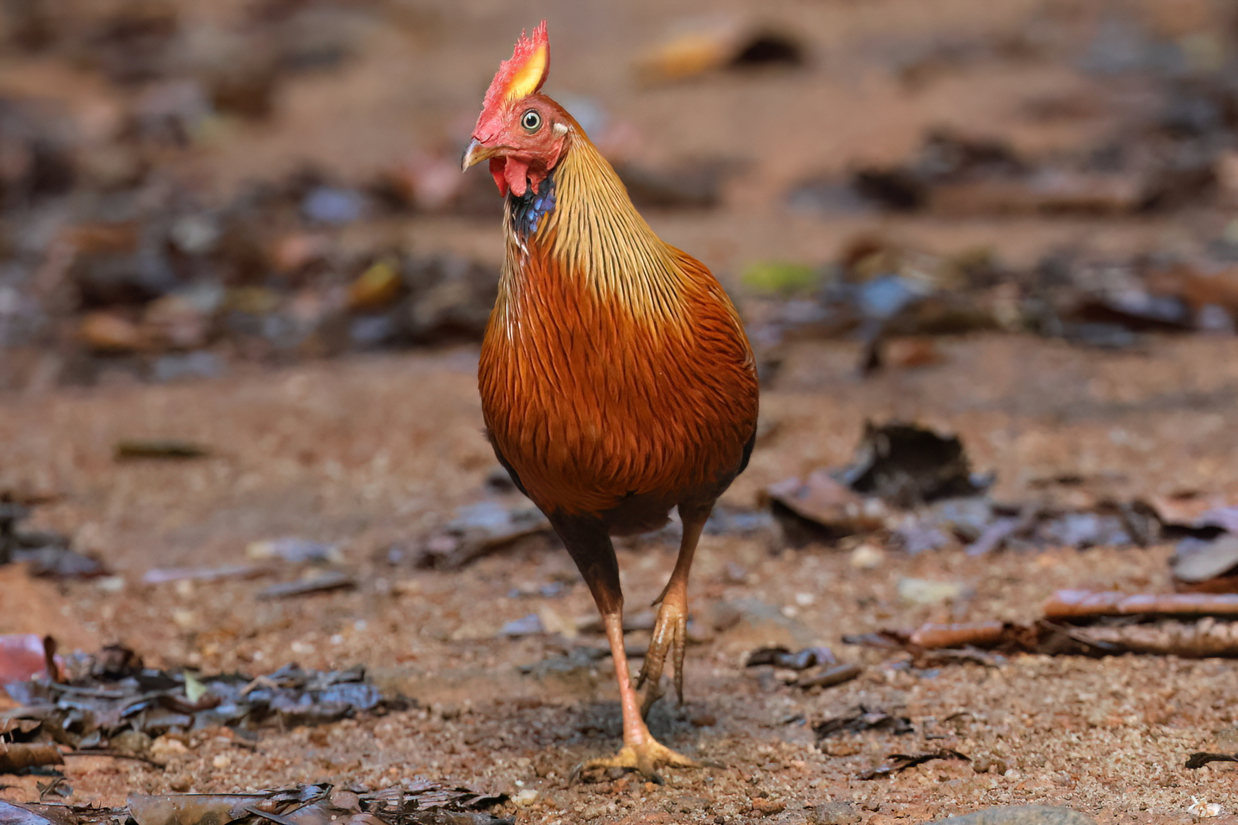 Sri Lanka Junglefowl (image by Vincent van der Spek)