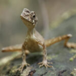 Sri Lanka Kangaroo Lizard (image by Vincent van der Spek)