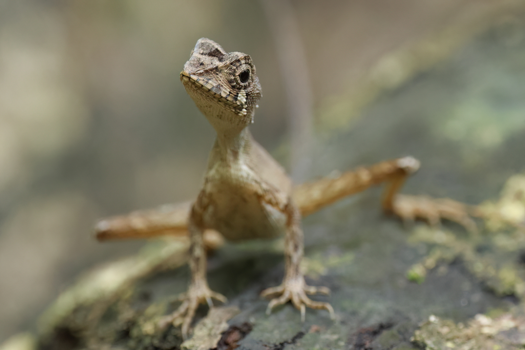 Sri Lanka Kangaroo Lizard (image by Vincent van der Spek)