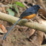 Sri Lanka Shama (image by Vincent van der Spek)