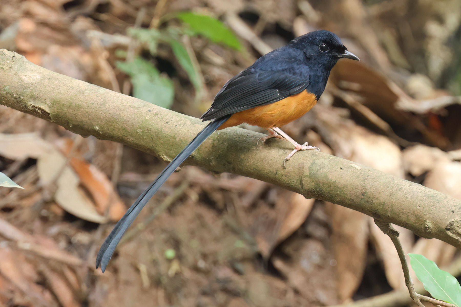 Sri Lanka Shama (image by Vincent van der Spek)