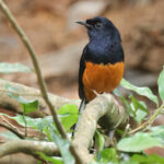 Sri Lanka Shama (image by Vincent van der Spek)