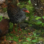 Sri Lanka Spurfowls (image by Vincent van der Spek)