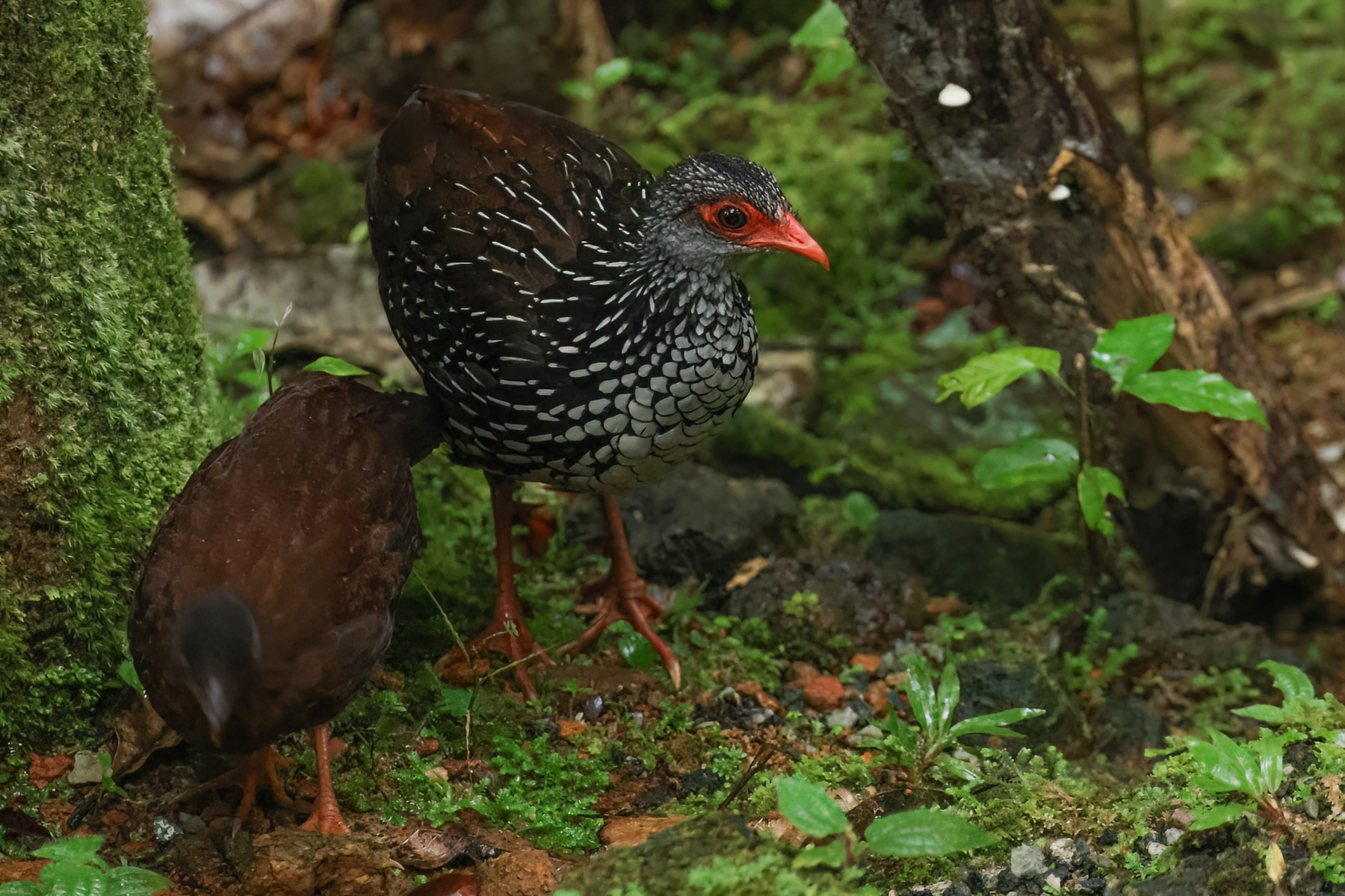 Sri Lanka Spurfowls (image by Vincent van der Spek)