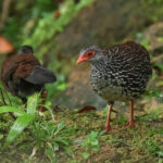 Sri Lanka Spurfowls (image by Vincent van der Spek)