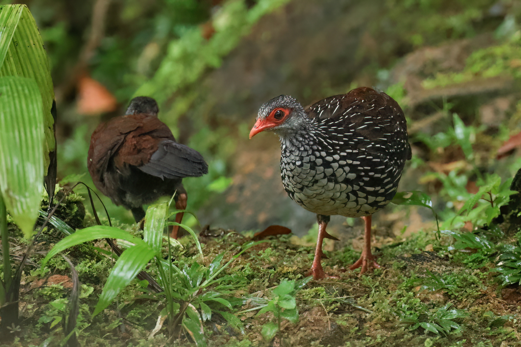Sri Lanka Spurfowls (image by Vincent van der Spek)