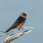 Sri Lanka Swallow (image by Vincent van der Spek)