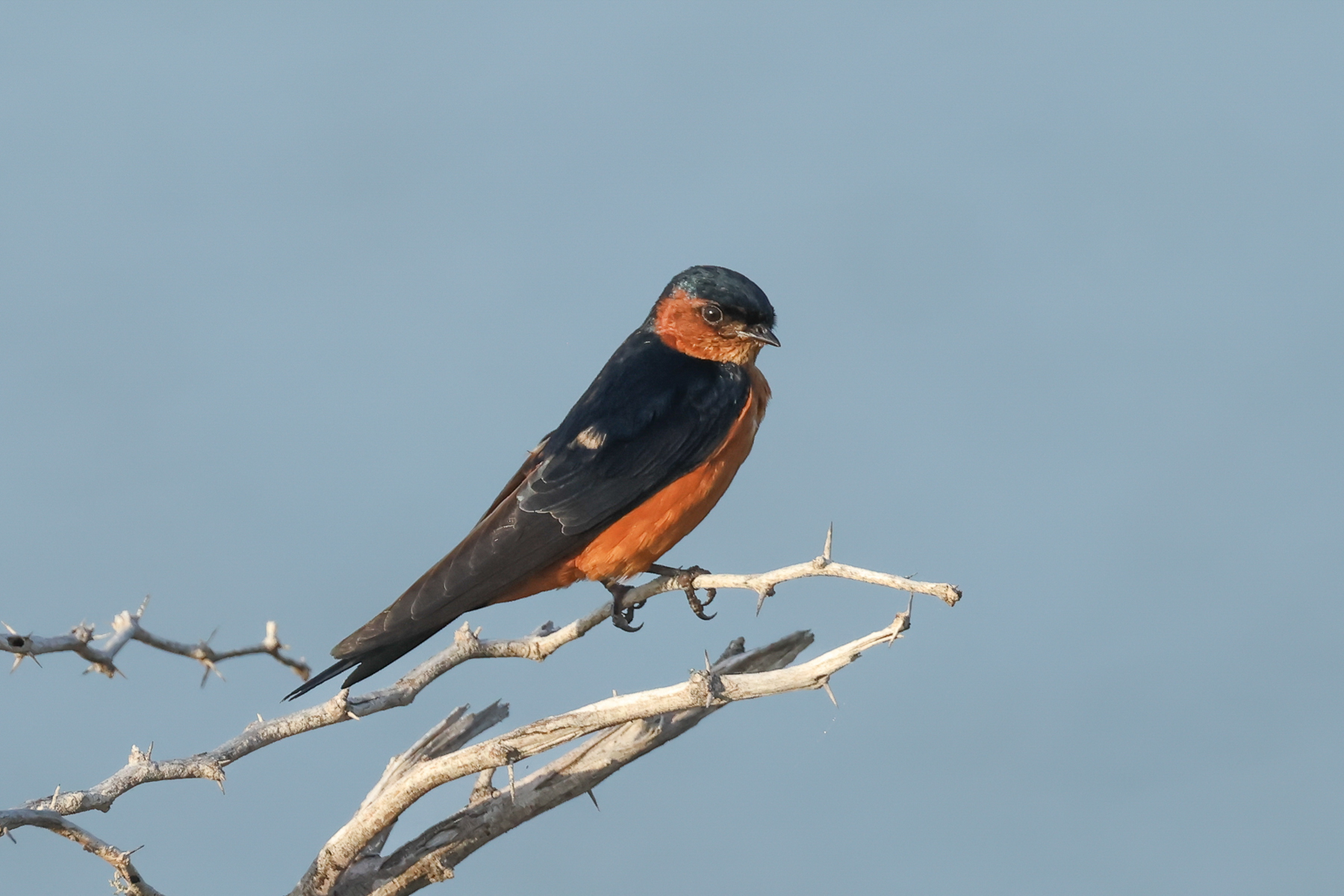 Sri Lanka Swallow (image by Vincent van der Spek)