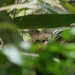 Sri Lanka Thrush (image by Vincent van der Spek)
