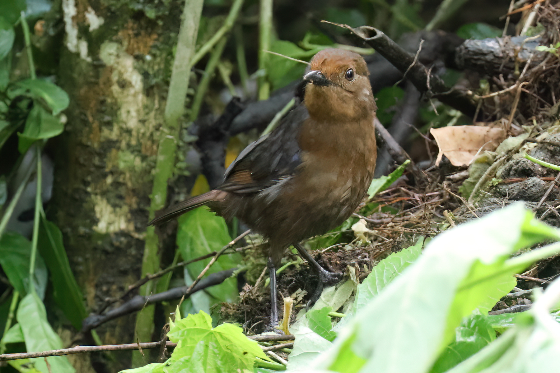 Sri Lanka Whistling-Thrush (image by Vincent van der Spek)