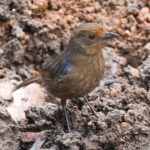 Sri Lanka Whistling-Thrush (image by Vincent van der Spek)