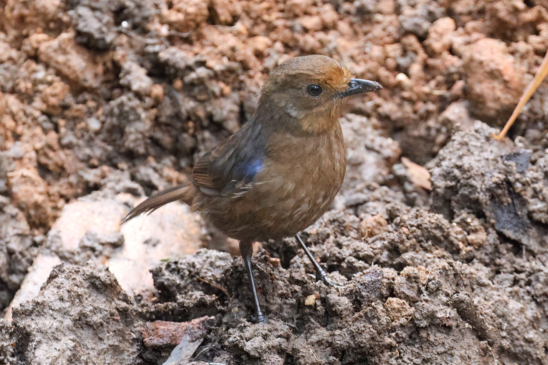 Sri Lanka Whistling-Thrush (image by Vincent van der Spek)