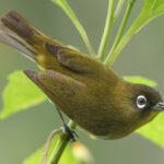 Sri Lanka White-eye (image by Vincent van der Spek)