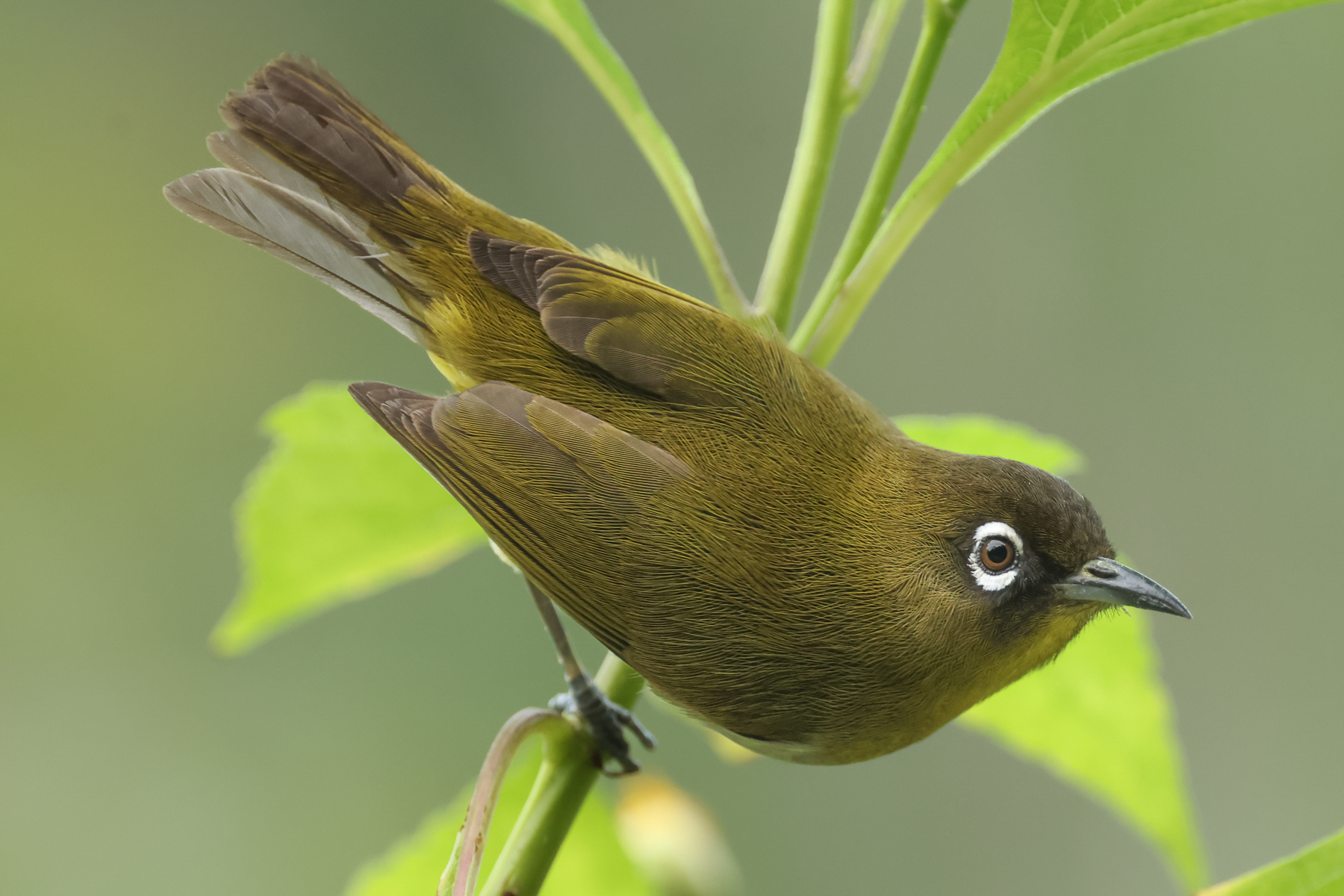 Sri Lanka White-eye (image by Vincent van der Spek)