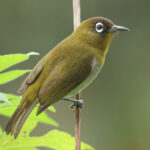 Sri Lanka White-eye (image by Vincent van der Spek)