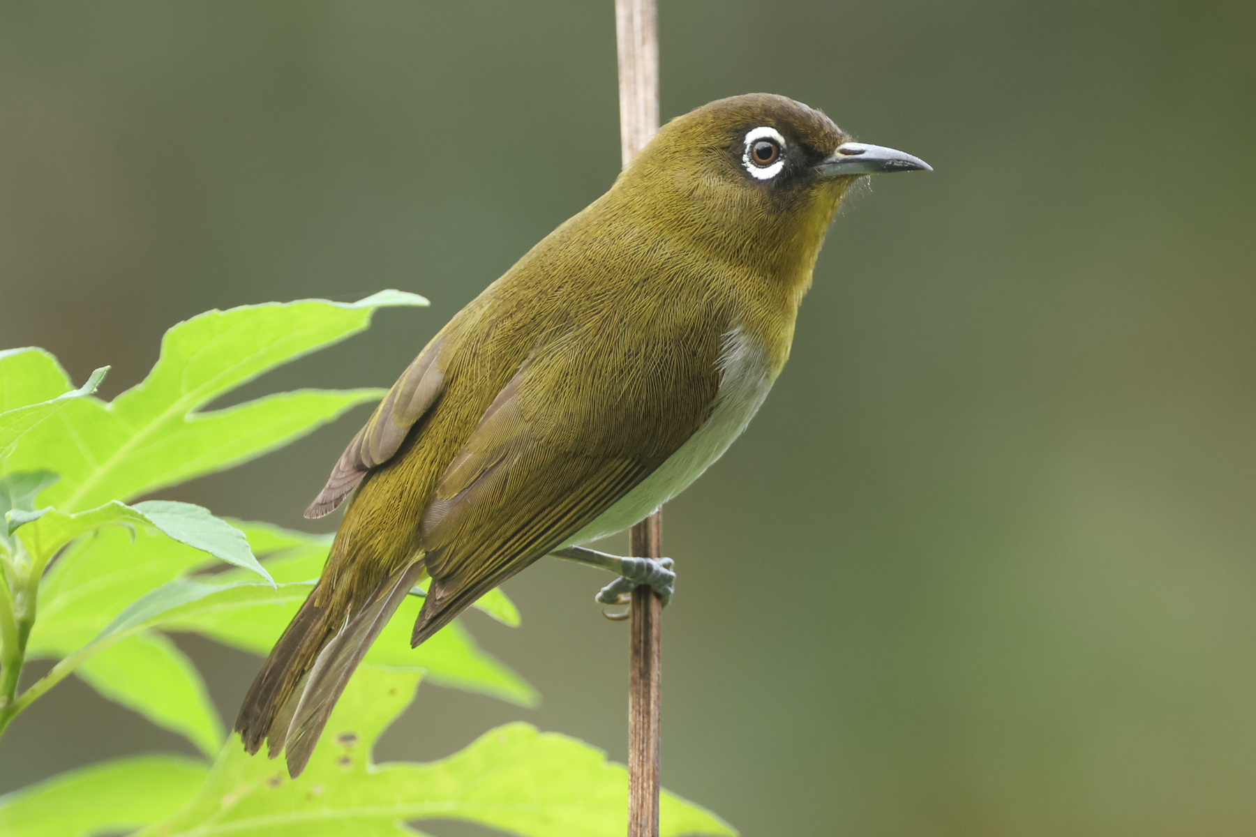 Sri Lanka White-eye (image by Vincent van der Spek)