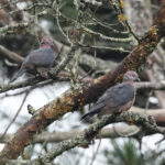 Sri Lanka Woodpigeon (image by Vincent van der Spek)