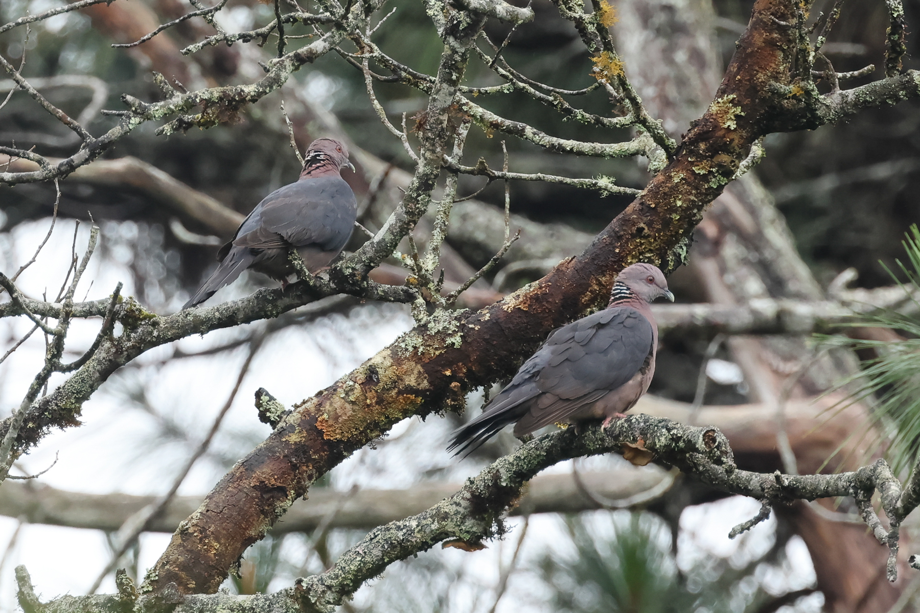 Sri Lanka Woodpigeon (image by Vincent van der Spek)